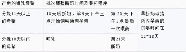 视频培训养殖仔猪技术教程_仔猪养殖技术培训视频_仔猪养殖技术视频播放