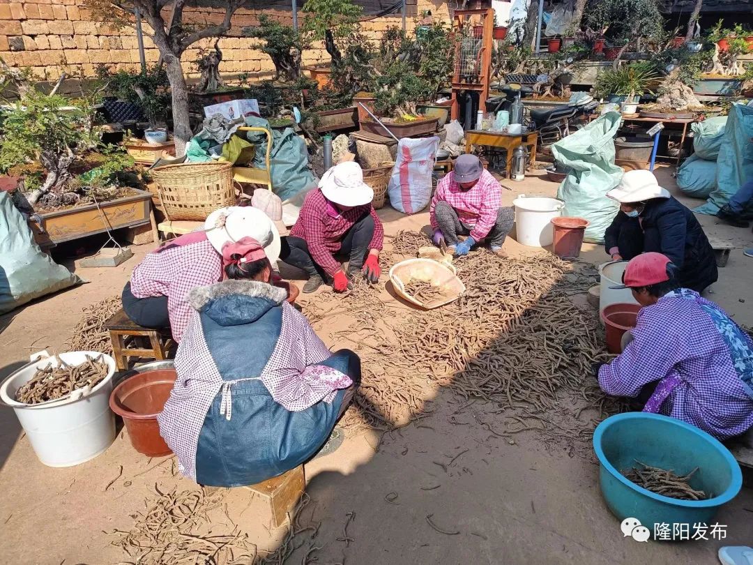 烤烟种植农民致富_致富种植农民烤烟的意义_致富种植农民烤烟图片