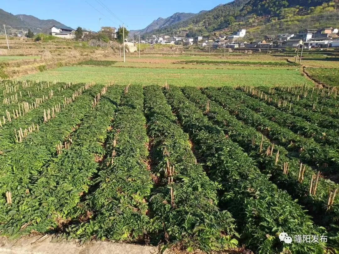 烤烟种植农民致富_致富种植农民烤烟图片_致富种植农民烤烟的意义