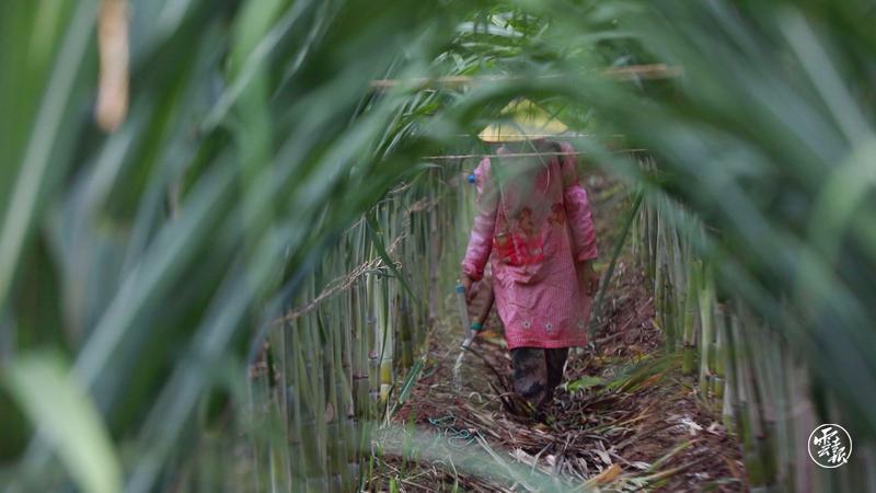 农村种植甘蔗致富_致富甘蔗种植农村图片大全_致富甘蔗种植农村视频