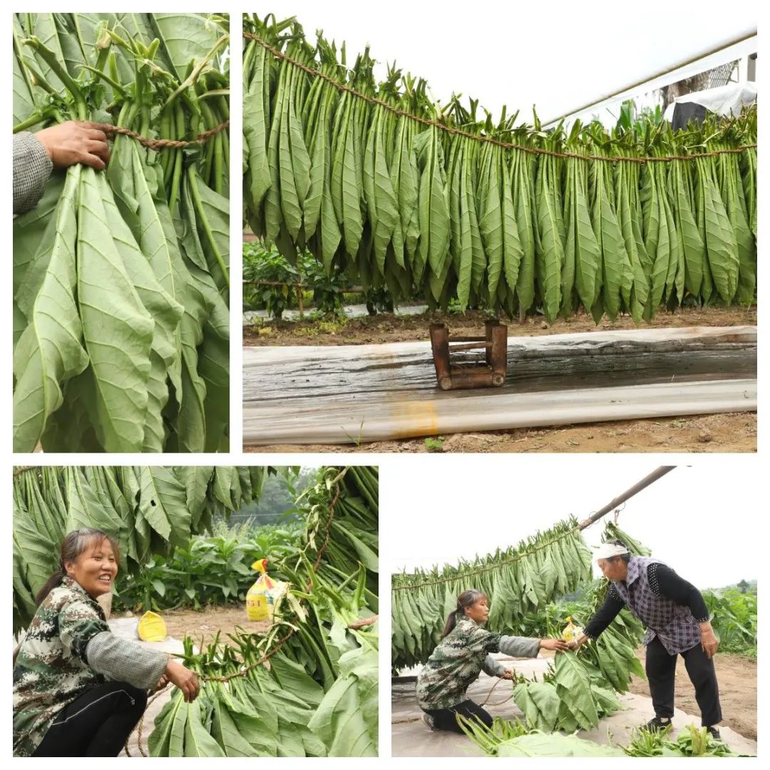 致富种植农民烤烟视频_致富种植农民烤烟图片_烤烟种植农民致富