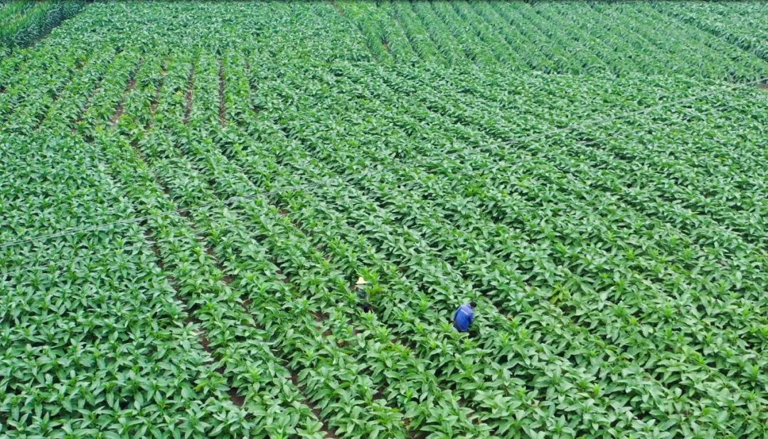 烤烟种植农民致富_致富种植农民烤烟视频_致富种植农民烤烟图片