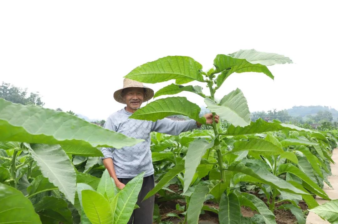 烤烟种植农民致富_致富种植农民烤烟视频_致富种植农民烤烟图片