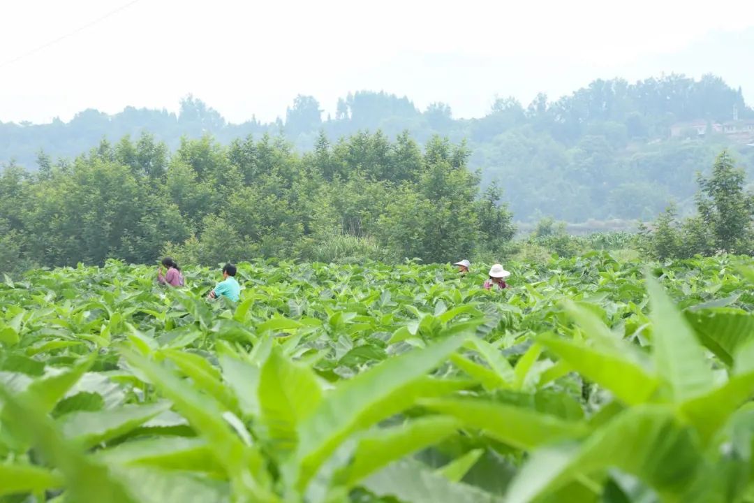 烤烟种植农民致富_致富种植农民烤烟视频_致富种植农民烤烟图片