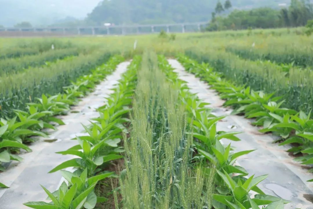 致富种植农民烤烟图片_致富种植农民烤烟视频_烤烟种植农民致富