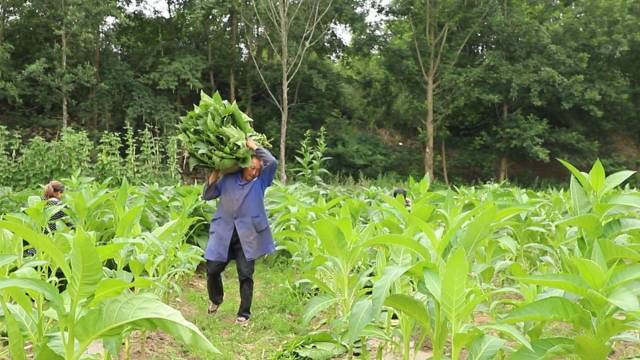 致富种植农民烤烟视频_烤烟种植农民致富_致富种植农民烤烟图片