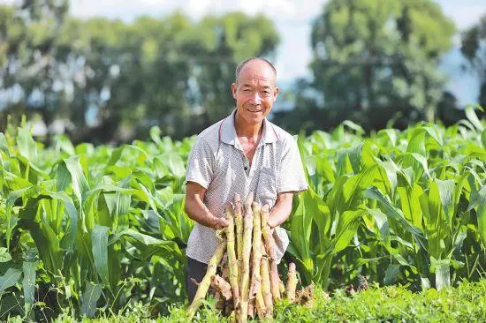 农民种烤烟图片_致富种植农民烤烟的意义_烤烟种植农民致富