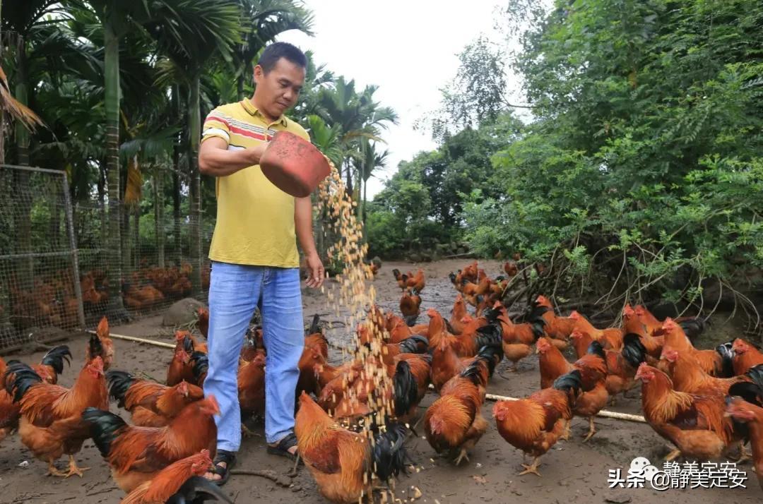 走向我们的小康生活丨龙门镇石坡村脱贫户刘天福带领多名村民抱团养殖阉鸡增收致富