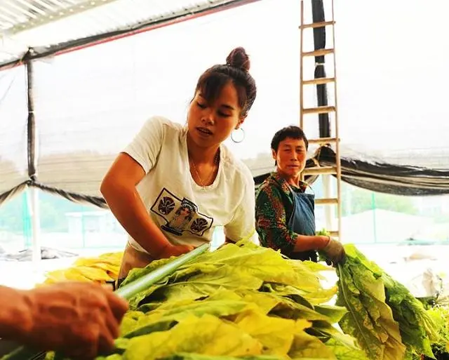 湖北咸丰：90后女烟农的金叶致富路