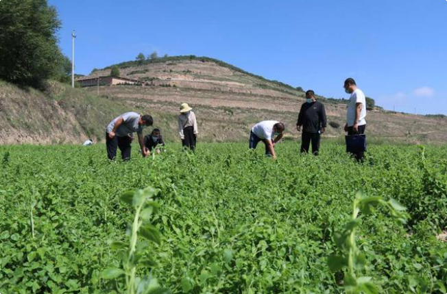 菏泽市单县蔡堂镇管庄村种下中草药 开出“致富方”