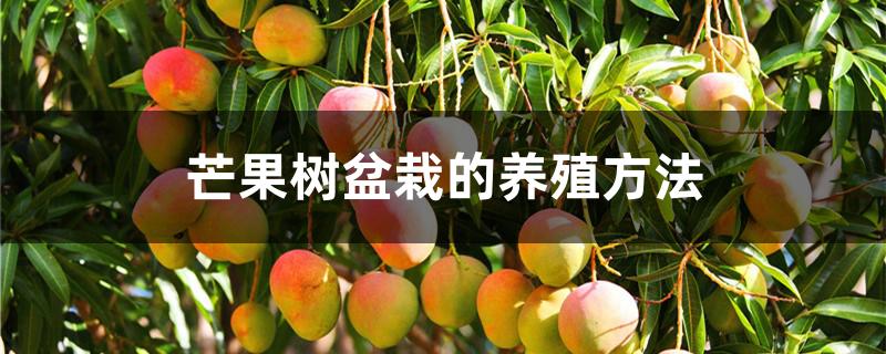 芒果树盆栽的养殖方法