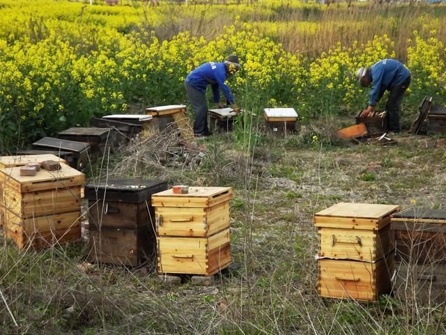 湖北蜂具厂家