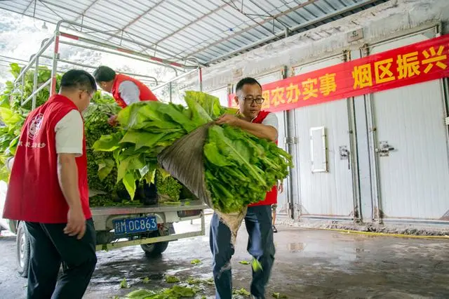 烟叶种植技术视频_烟叶种植效益_烟叶种植致富视频