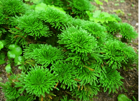 种植卷柏能致富_致富能种植卷柏吗视频_卷柏种植技术