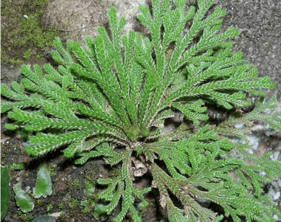 卷柏种植技术_致富能种植卷柏吗视频_种植卷柏能致富