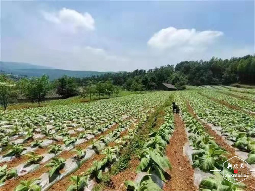 种植烟叶赚钱吗_烟叶种植致富视频_视频致富种植烟叶是真的吗