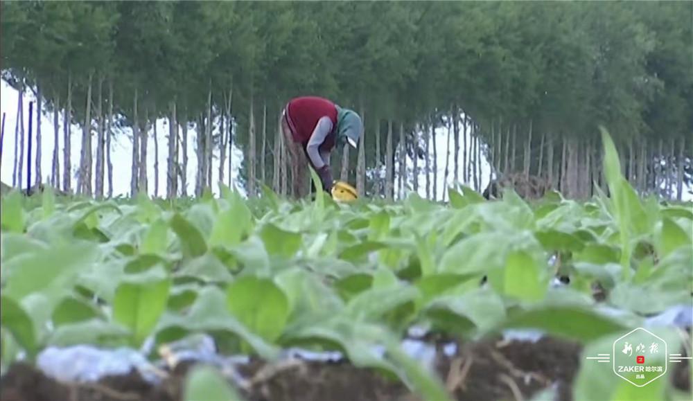 烟叶种植致富视频_种植烟叶赚钱吗_视频致富种植烟叶是真的吗