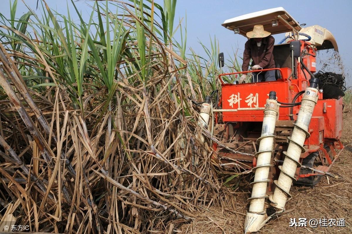 致富经甘蔗种植视频_农村种植甘蔗致富_致富甘蔗种植农村视频