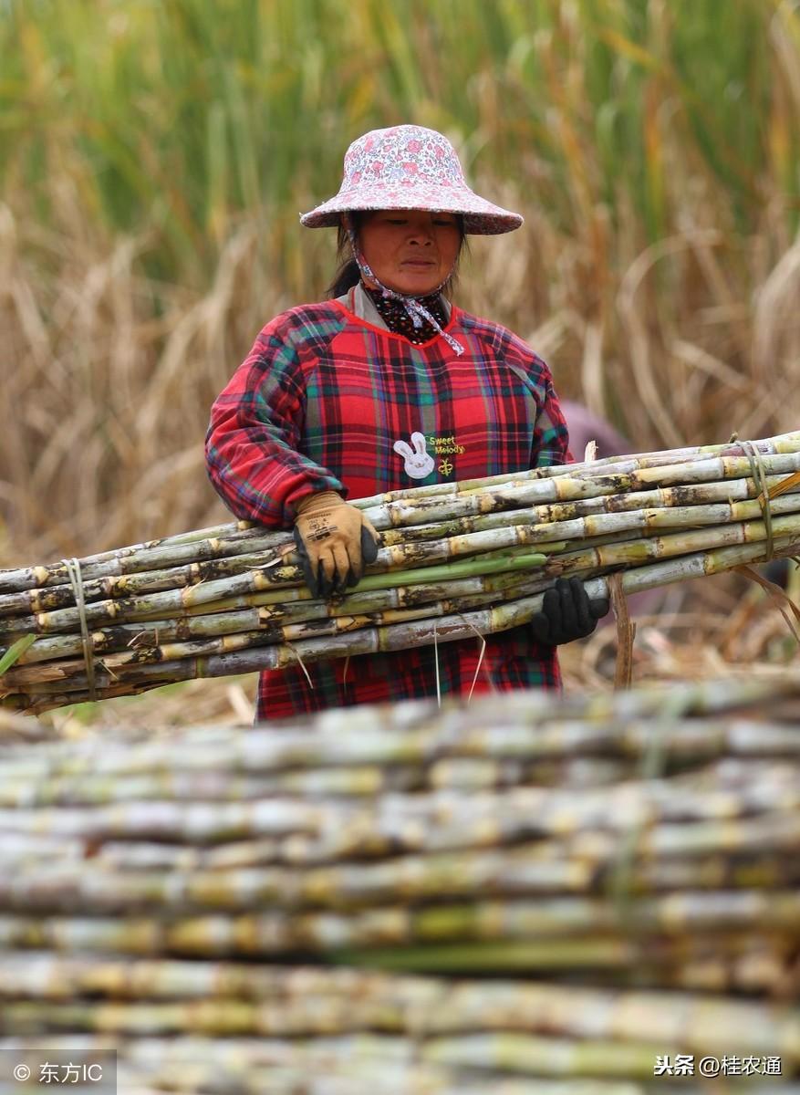 致富经甘蔗种植视频_农村种植甘蔗致富_致富甘蔗种植农村视频