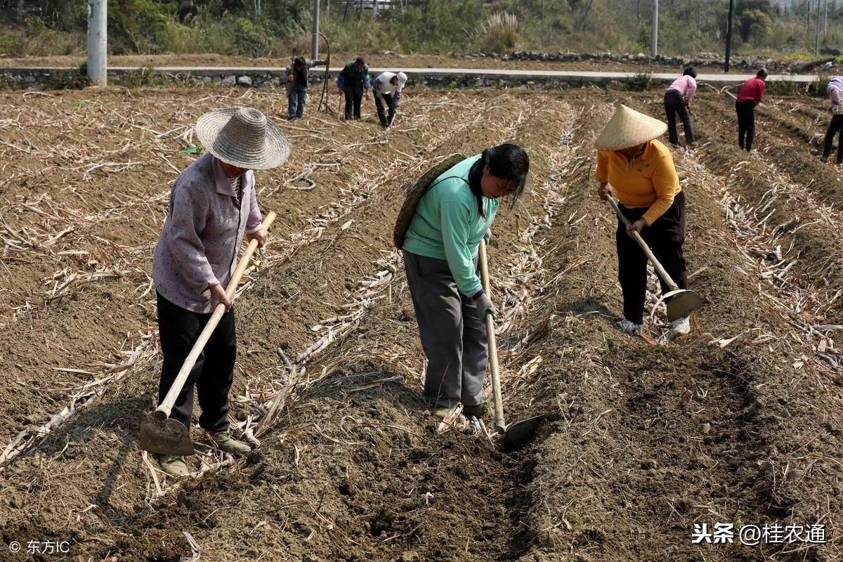 致富经甘蔗种植视频_致富甘蔗种植农村视频_农村种植甘蔗致富