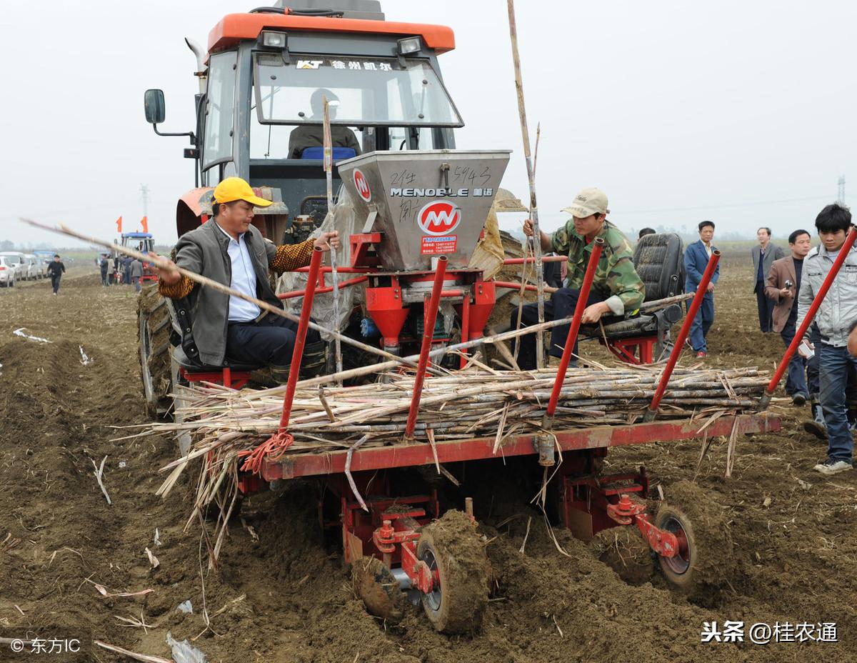 农村种植甘蔗致富_致富经甘蔗种植视频_致富甘蔗种植农村视频