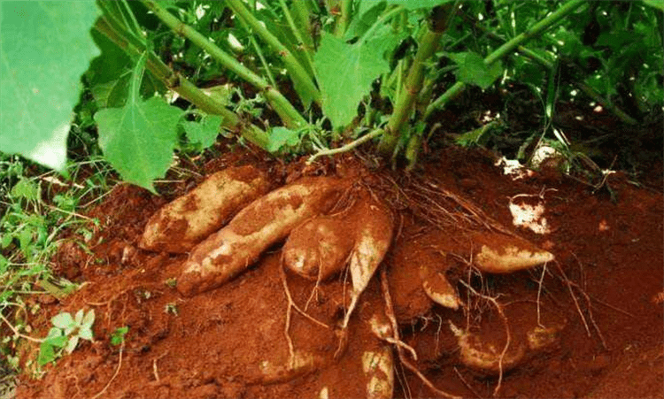 雪莲果怎样种才能高产？跟老农民来了解种植条件，家里花盆都能种