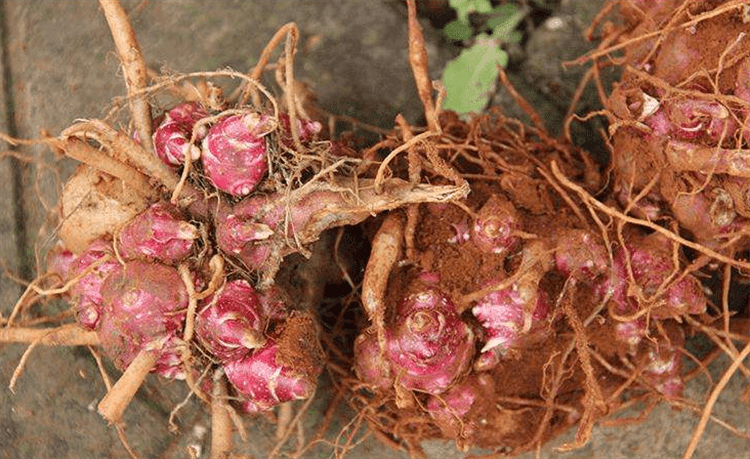 雪莲果种植方法1_雪莲果种植技术书_雪莲果种植技术视频