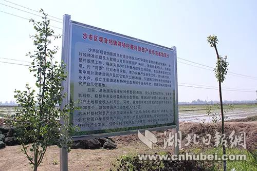 湖北荆州适合养殖什么_湖北荆州养殖合作社网站_荆州养殖致富项目