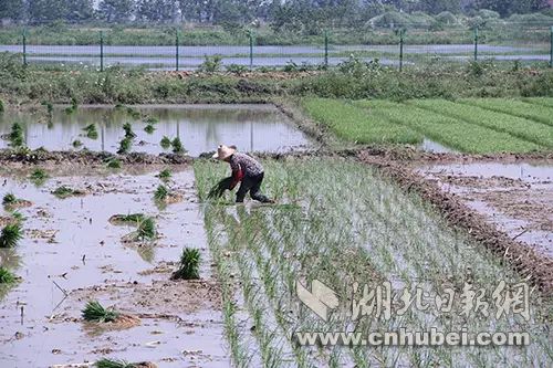 湖北荆州适合养殖什么_湖北荆州养殖合作社网站_荆州养殖致富项目