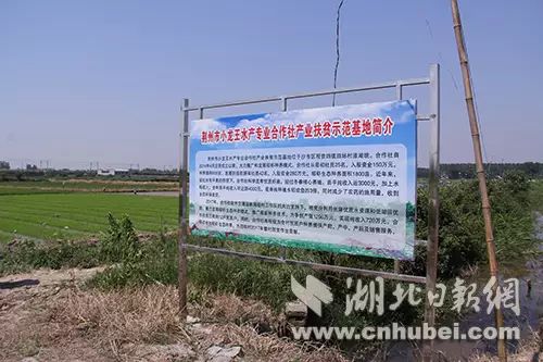 湖北荆州养殖合作社网站_荆州养殖致富项目_湖北荆州适合养殖什么