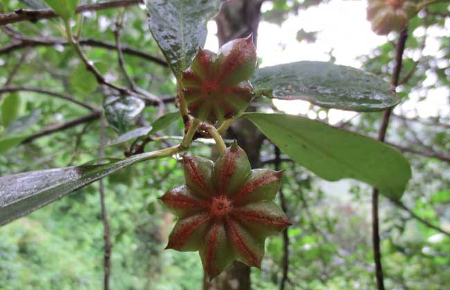 八角树种植技术