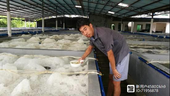 皮虾养殖人工技术视频_皮皮虾的人工养殖技术_人工养殖皮皮虾