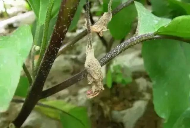 茄子大棚种植技术视频_茄子大棚栽培技术_大棚茄子的种植技术