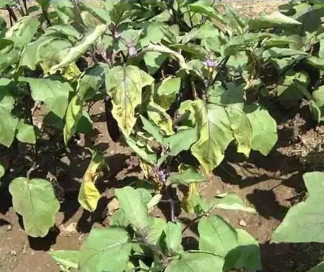 大棚茄子的种植技术_茄子大棚栽培技术_茄子大棚种植技术视频