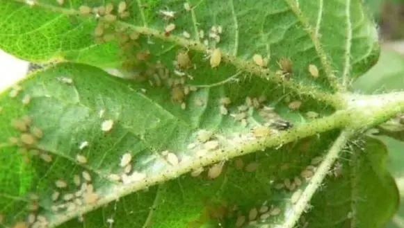 茄子大棚栽培技术_大棚茄子的种植技术_茄子大棚种植技术视频