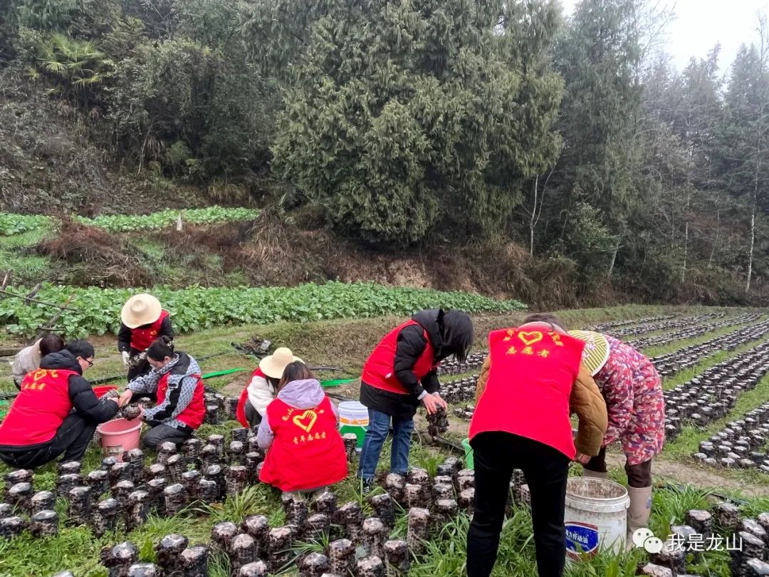 油菜栽种_红油菜种植技术_油菜种植高产技术