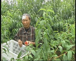 致富经陕西_陕西农林卫视致富故事会_陕西致富带头人先进事迹