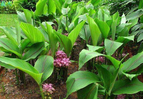 中药种植致富吗_致富药材种植_种植中草药利润如何