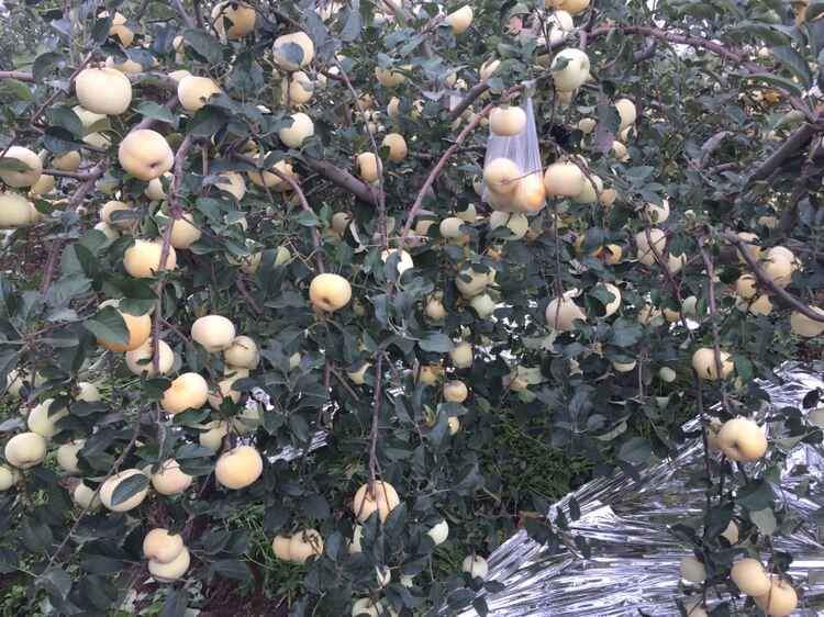 馒头种植致富项目_致富馒头种植项目介绍_致富馒头种植项目怎么样