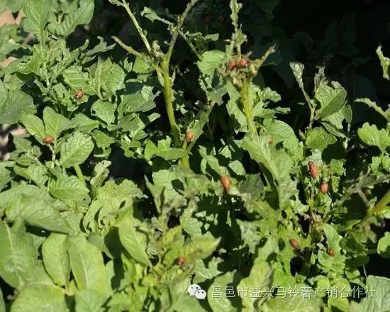 土豆高产种植技术全过程_土豆高产种植技术和管理_土豆高产种植技术