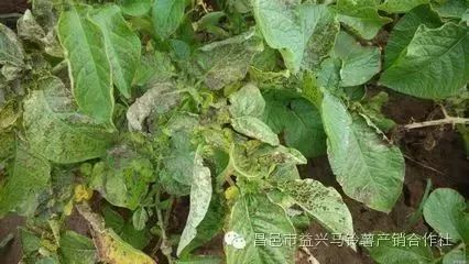 土豆高产种植技术和管理_土豆高产种植技术全过程_土豆高产种植技术