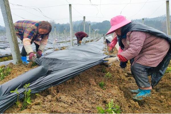 种下马蓝苗 收获新希望