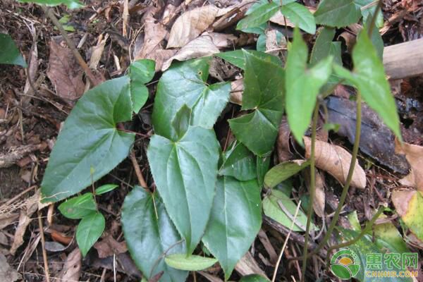 板蓝根规模种植  致富_种植板蓝根赚钱吗_蓝板蓝根种植技术