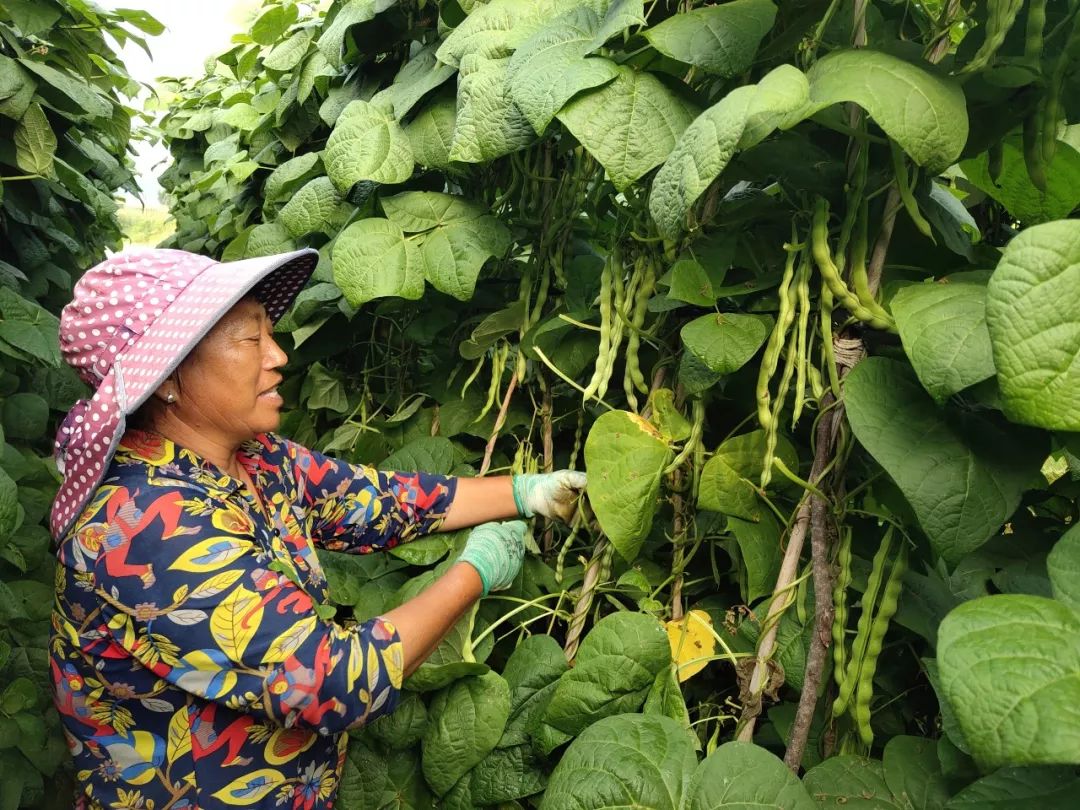 土地种植致富吗_种地致富项目_农村土地种植致富项目