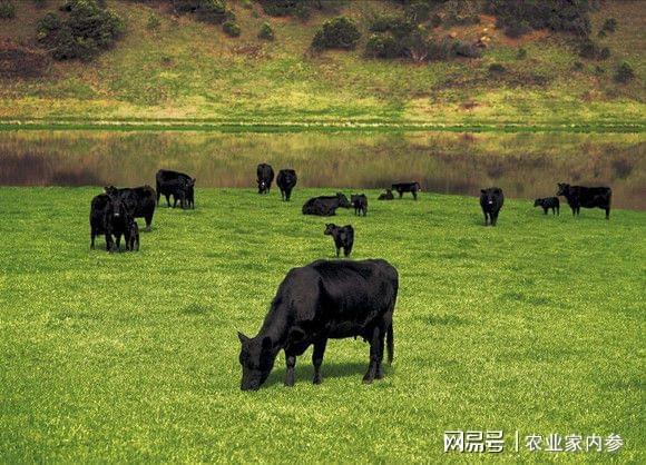 绿牛农业破解肉牛产业痛点的实践报告