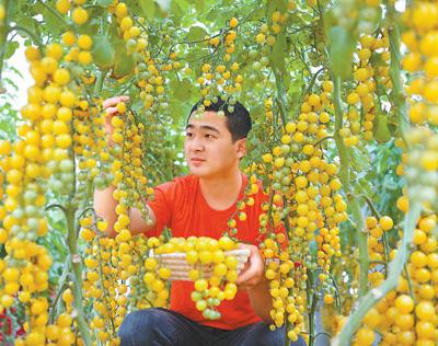 致富经茄子种植视频_寿光茄子育苗基地_寿光种植茄子致富