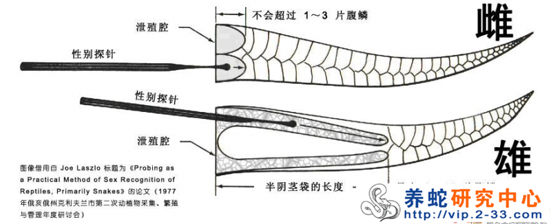 如何区分蛇的（雌雄）公母