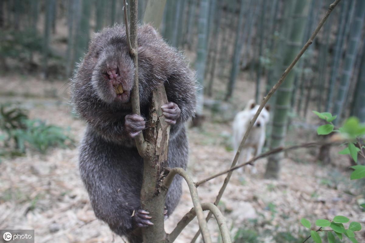 竹鼠养殖怎么样_竹鼠养殖技术教程_竹鼠养殖技术资料大全