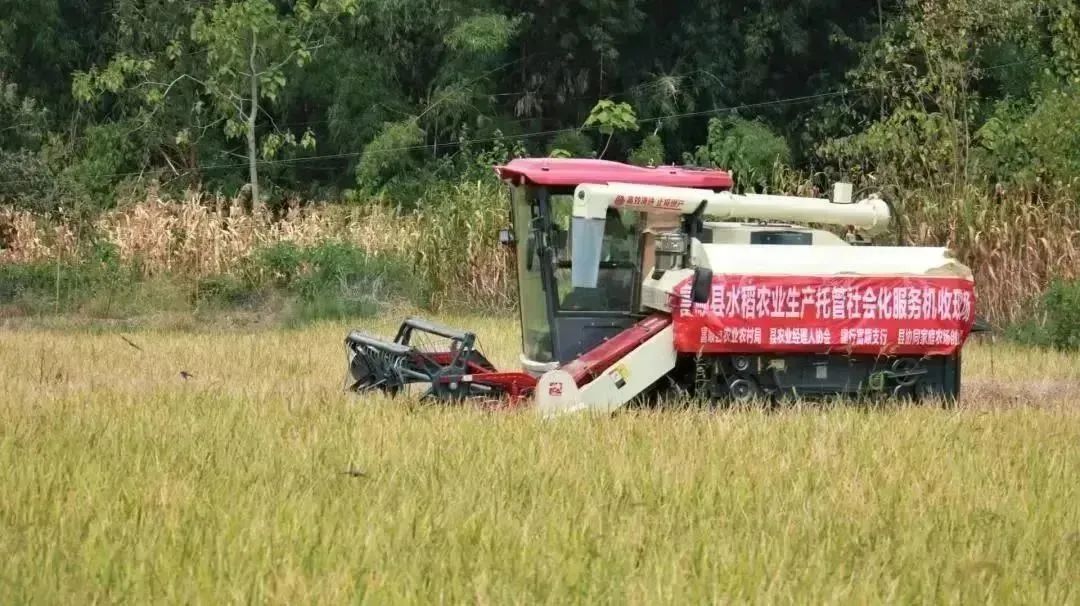 蘑菇养殖视频播放_蘑菇培植的视频_蘑菇养殖致富视频