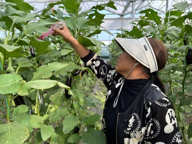 寿光茄子最新种植管理视频_寿光种植茄子致富_山东寿光茄子苗